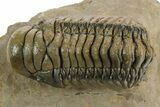 Detailed Crotalocephalina Trilobite - Atchana, Morocco #348126-3